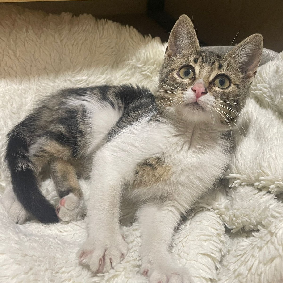 #MADRID 
ARY cachorrita de 2 meses ABANDONADA en la calle
Es MUY cariñosa y ronroneadora
NECESITA #adopcion 
Sociable con niños 🐶🐱
Se entrega chipada,vacunada,desparasitada y testada en leucemia e inmuno  
CONTACTO 📩facenuevavida@gmail.com
#cachorros #gatos #adopta #adoptame