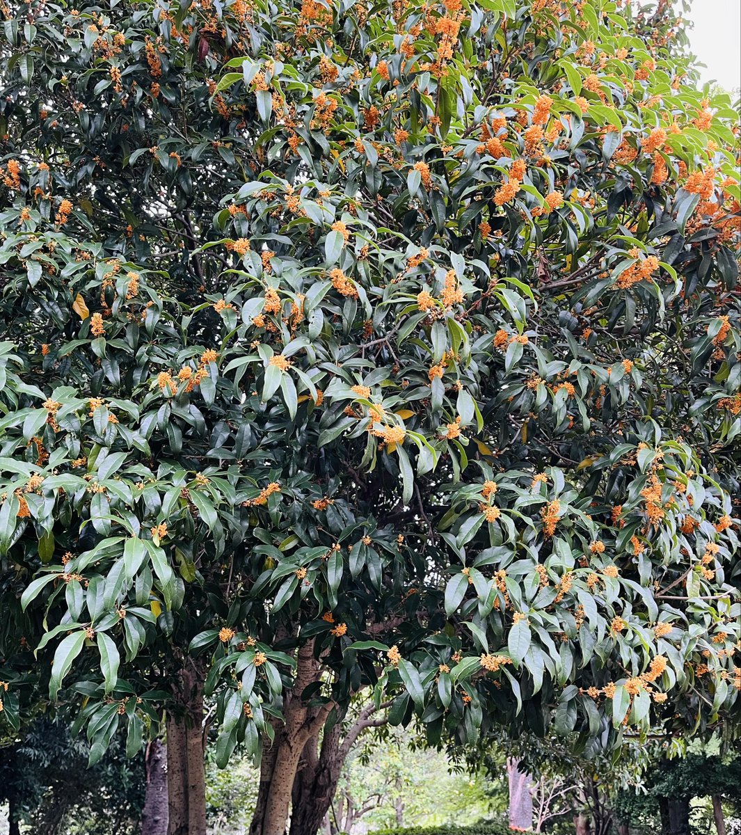 zb_vab's tweet photo. 私の実家東北では小さい頃に金木犀の木は無かった気がします🌳
金木犀と言えばトイレの芳香剤しか知らなかったので東京へきて外で香りを嗅いだ時はどこのトイレの芳香剤だ！と探して金木犀の木を見つけた時の衝撃が忘れられません
＃キンモクセイ https://t.co/GvmpCmdLti