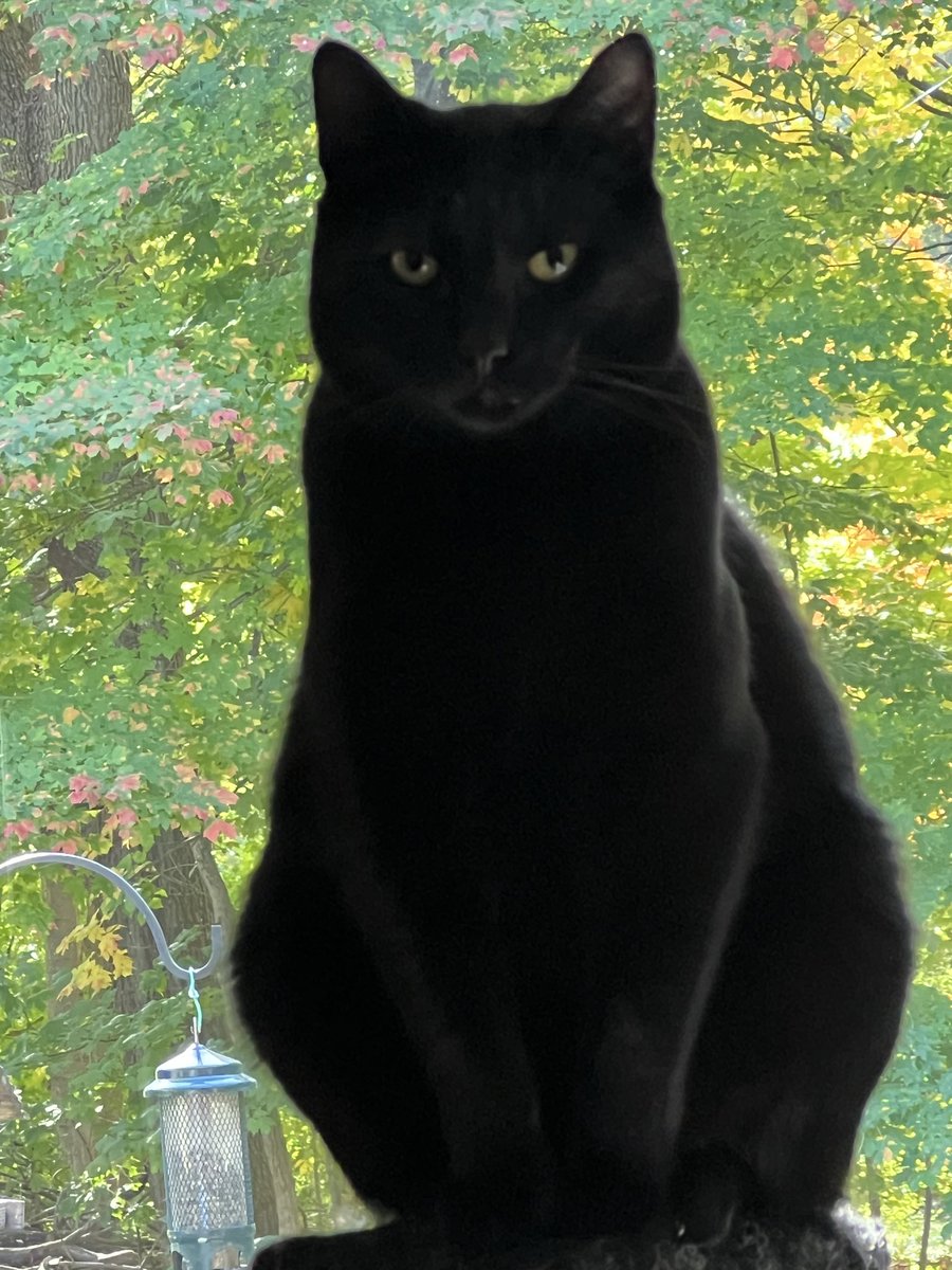 Nooshkin's tweet image. My sweet, handsome boy 🐈‍⬛