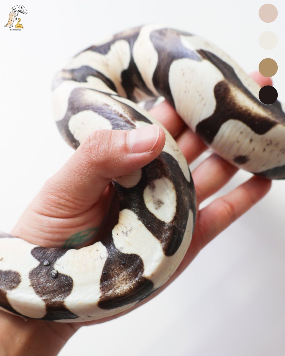 EkReptiles's tweet image. 我真的不會推薦新手養無鱗 (僅限球蟒,玉米沒差)
熟練的飼養者想挑戰倒是很推薦試試看
#pet #ballpython #reptiles #寵物 #球蟒 #爬蟲