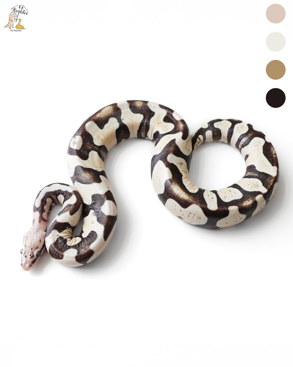 EkReptiles's tweet image. 我真的不會推薦新手養無鱗 (僅限球蟒,玉米沒差)
熟練的飼養者想挑戰倒是很推薦試試看
#pet #ballpython #reptiles #寵物 #球蟒 #爬蟲