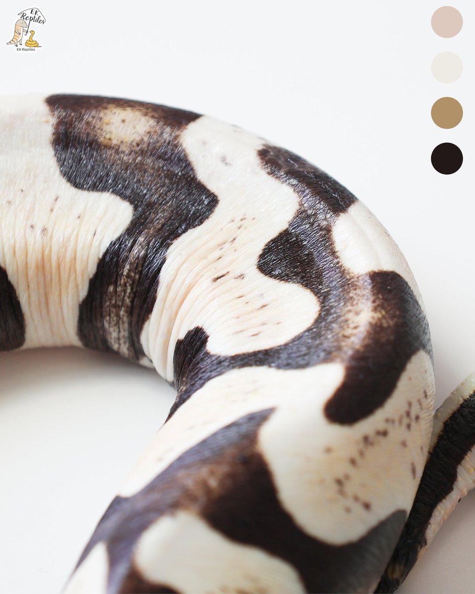 EkReptiles's tweet image. 我真的不會推薦新手養無鱗 (僅限球蟒,玉米沒差)
熟練的飼養者想挑戰倒是很推薦試試看
#pet #ballpython #reptiles #寵物 #球蟒 #爬蟲