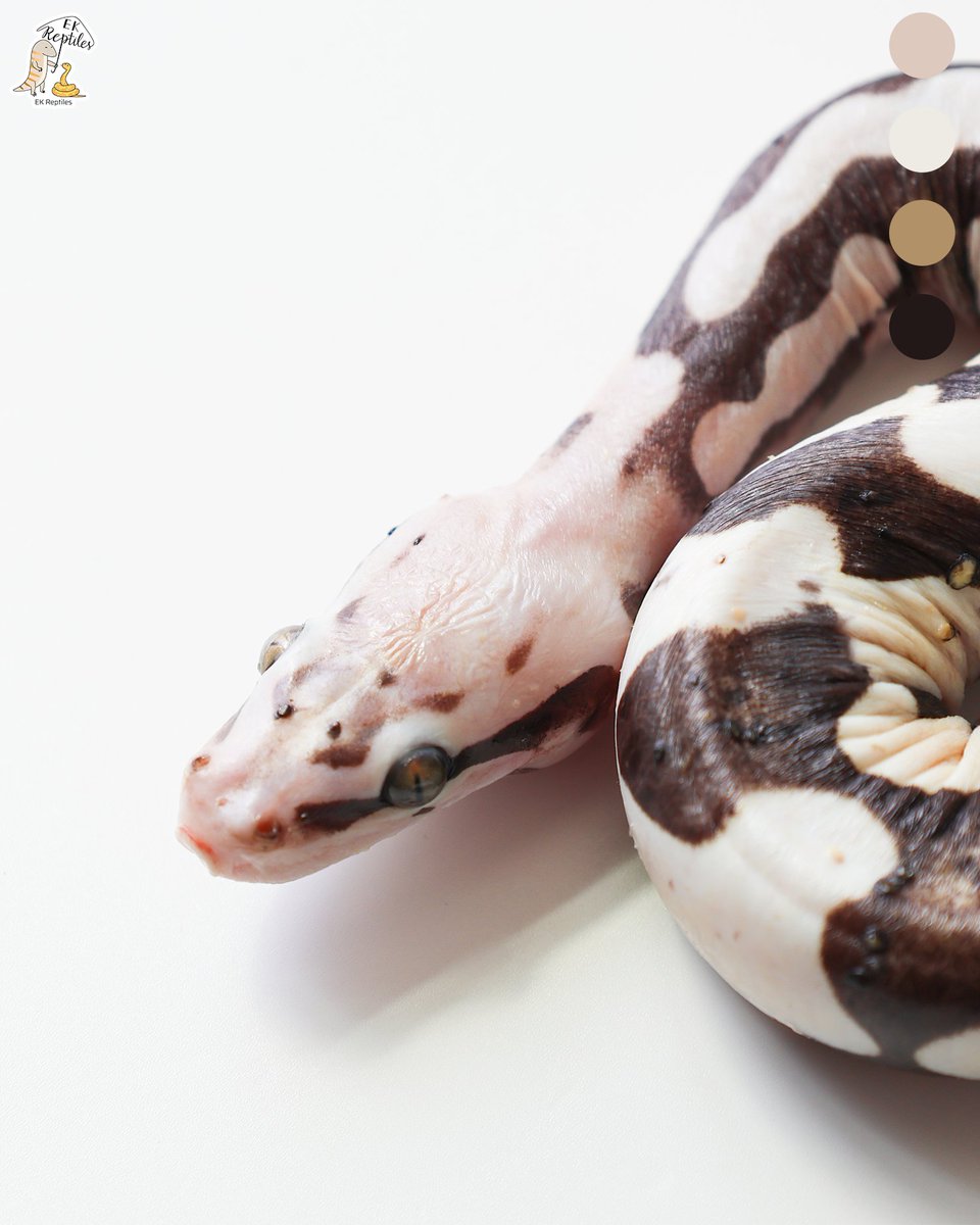 EkReptiles's tweet image. 我真的不會推薦新手養無鱗 (僅限球蟒,玉米沒差)
熟練的飼養者想挑戰倒是很推薦試試看
#pet #ballpython #reptiles #寵物 #球蟒 #爬蟲