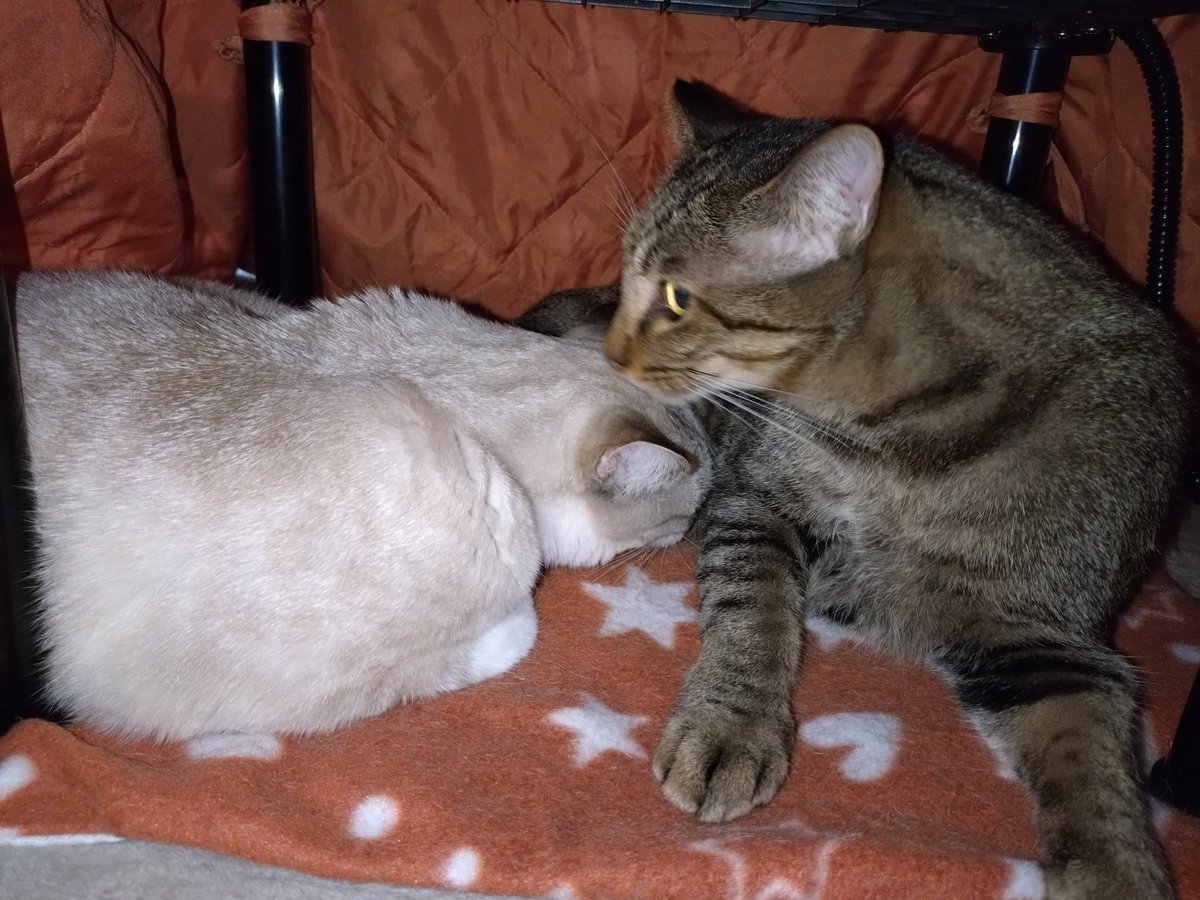 寒いから猫用コタツ出したら、出で来なくなる😥笑