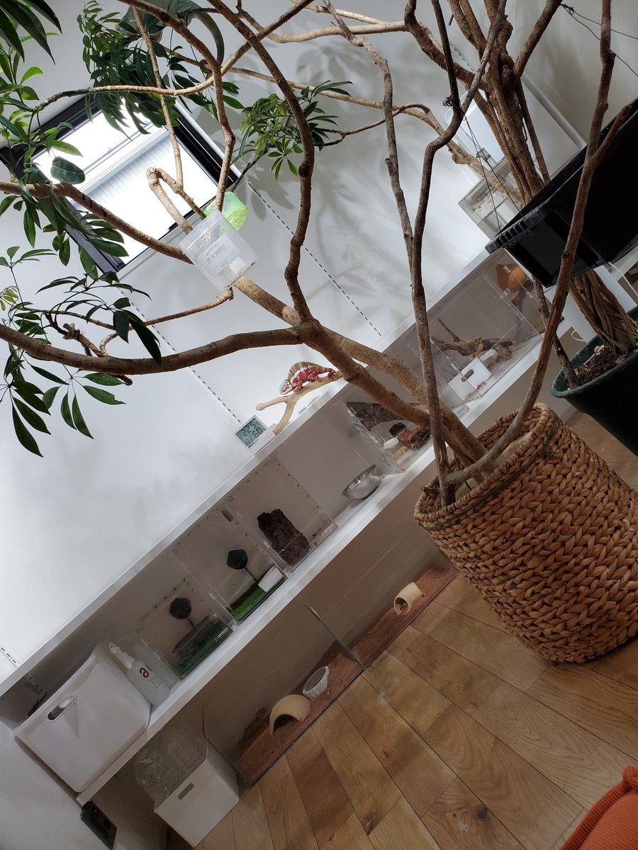bunbun383's tweet photo. 引っ越してきて数ヶ月
やっと、カメレオン部屋が少しづつ
片付いてきた(-∀-`; )
適当になってた部屋に
昨日相方さんに頼んでた　棚を取り付けて
スッキリした❗
あとは壁に養生の必要なビカクシダなんかを
かける場所設置までできれば！
とりあえず完成じゃて

#カメレオン 
#観葉植物
#爬虫類部屋 https://t.co/fNjQwbnRTS