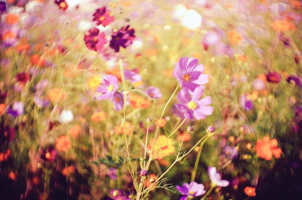 ₊すし˚ˑ༄🪐SR名①大①東①②👑🐃🌾 on X