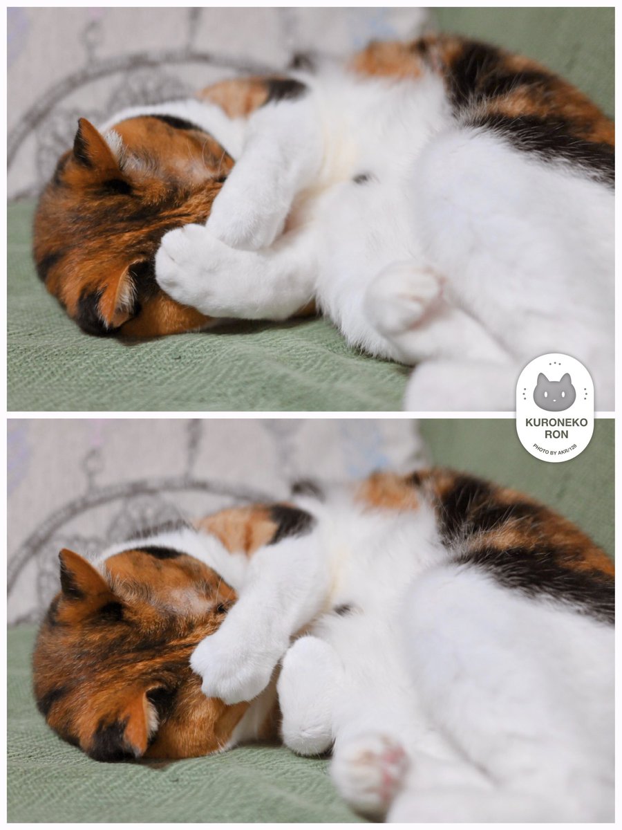 かわいいフワフワのおてて見て頂きたい