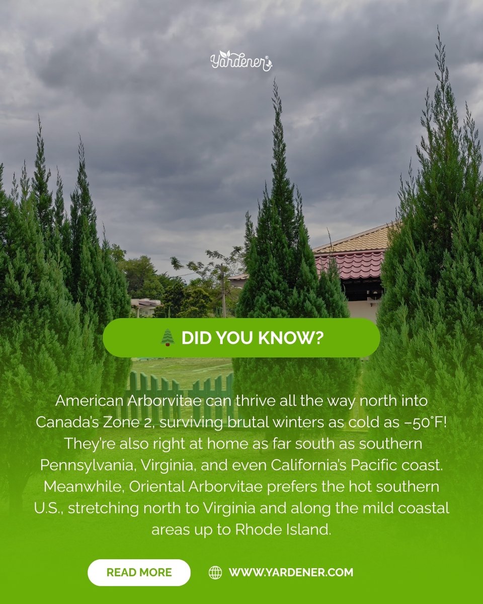 yardenercom's tweet image. These trees don’t even shiver when it’s –50°F outside! 😲

American Arborvitae are like the superheroes of plants, they survive freezing winters in Canada ❄️ and still stay green and strong!

#DidYouKnow #TreeFacts #Arborvitae 

(1/2)