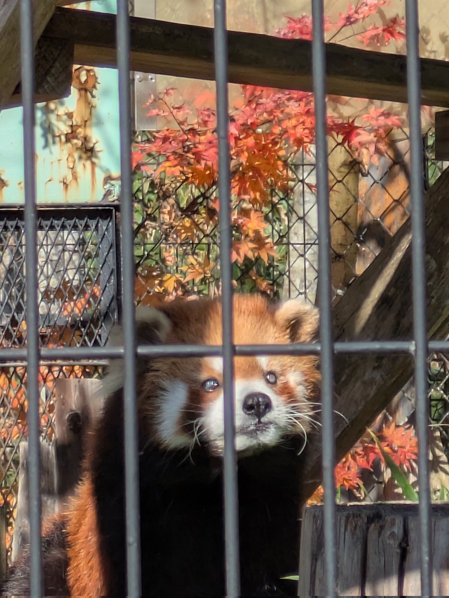 lovesick0209's tweet image. コーアイちゃん起きてました(^^)
可愛い♡

#釧路市動物園