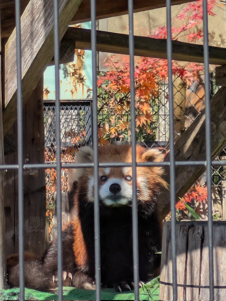lovesick0209's tweet image. コーアイちゃん起きてました(^^)
可愛い♡

#釧路市動物園