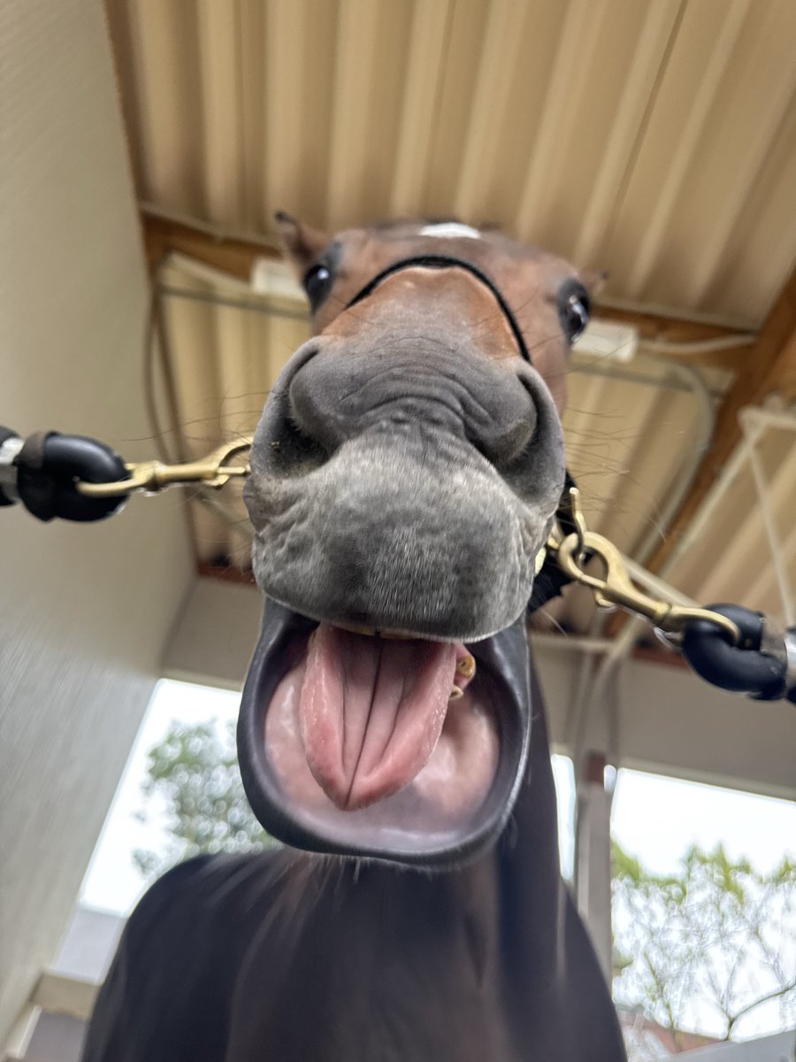 ［新品］馬と踊ろう Dancing with Horses Shinsei Japan Horse Racing Derby Game 3102 In-Box w/ 5