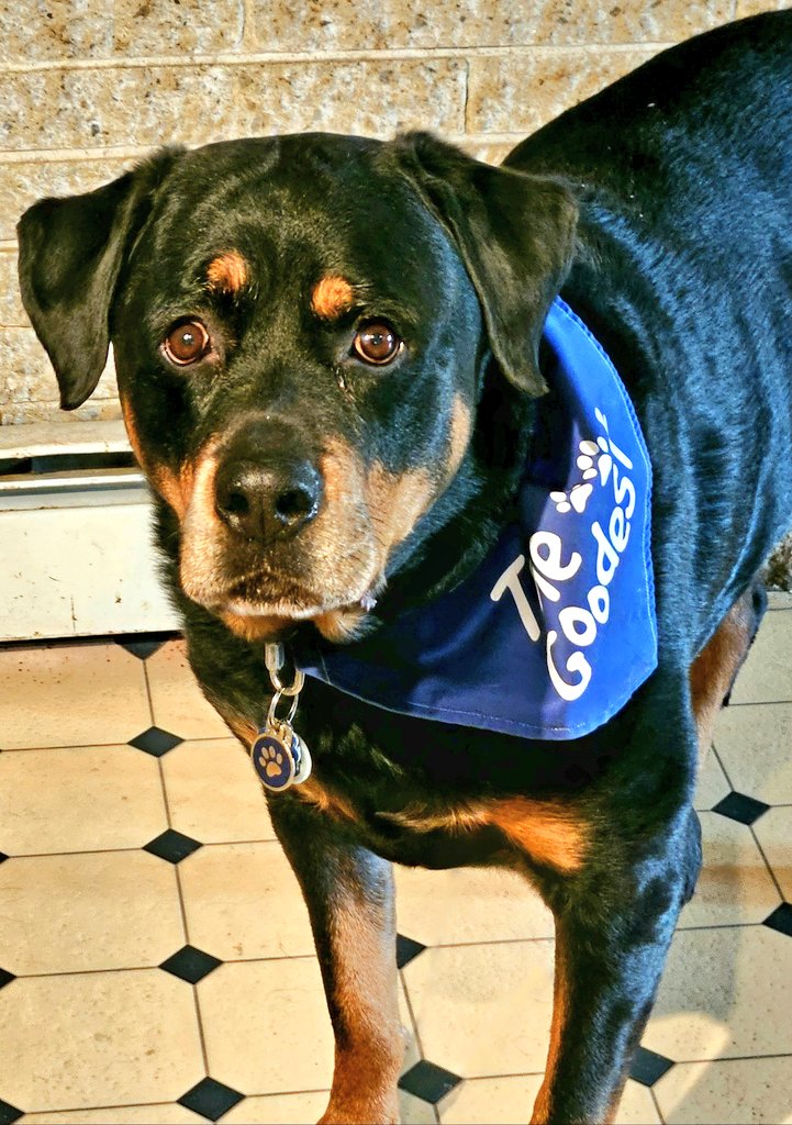 Oct. 22: Reptiles

"Friends, we try to be kind to all animals and believe in live and let live, but in Summer of 2024 we had snakes IN OUR HOUSE two times! Mom said we were moving if it happened again!" 🐾🐾

#PostaFavPic4VioletOct25
#DogsofTwitter
#DogsofX
#SNELovesPets