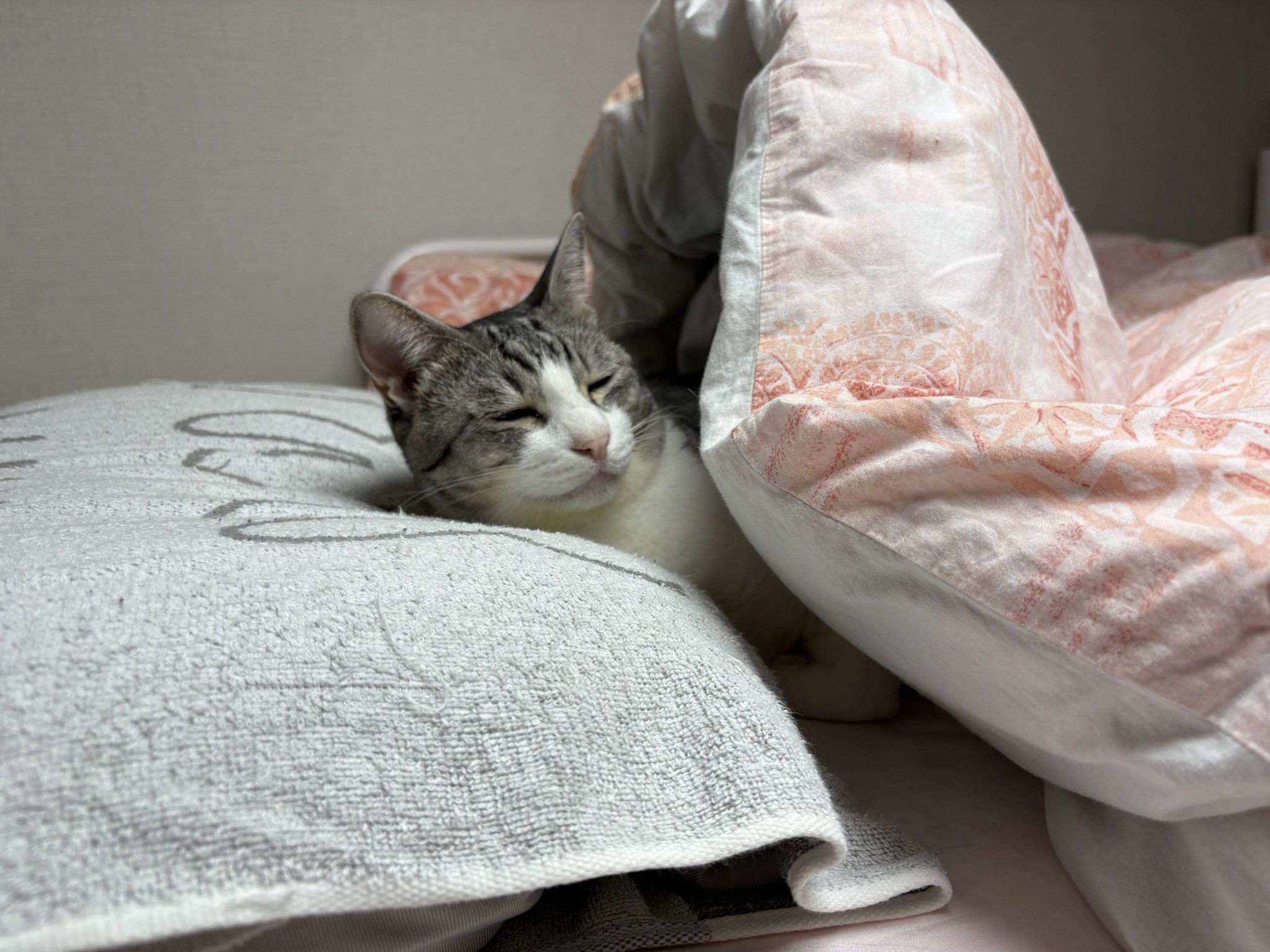 こいもちゃん🐈 on X: 