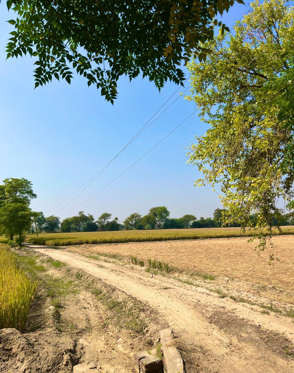 This is my farm, my fields right after Diwali. Zero pollution, crystal-clear skies. 

Trust me, most of the farmers here around 50–70% didn’t burn stubble this year, and you can clearly see the difference. 

If stubble burning was truly the main cause, why don’t we see the same
