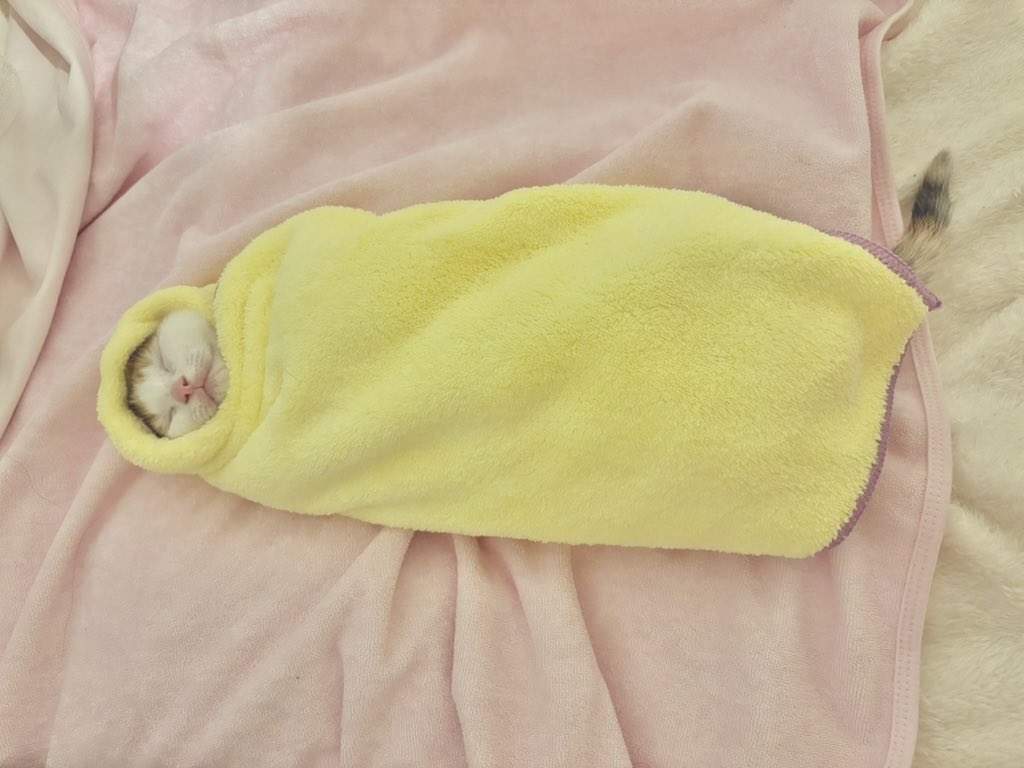 子猫はふわふわなものに守られているべきですの信念のもとに巻いていたら子猫をオムライスにして食べようとしているように見えますが純粋に守りたい気持ちであり注文の多い料理店　注文の多い飼い主じゃありません