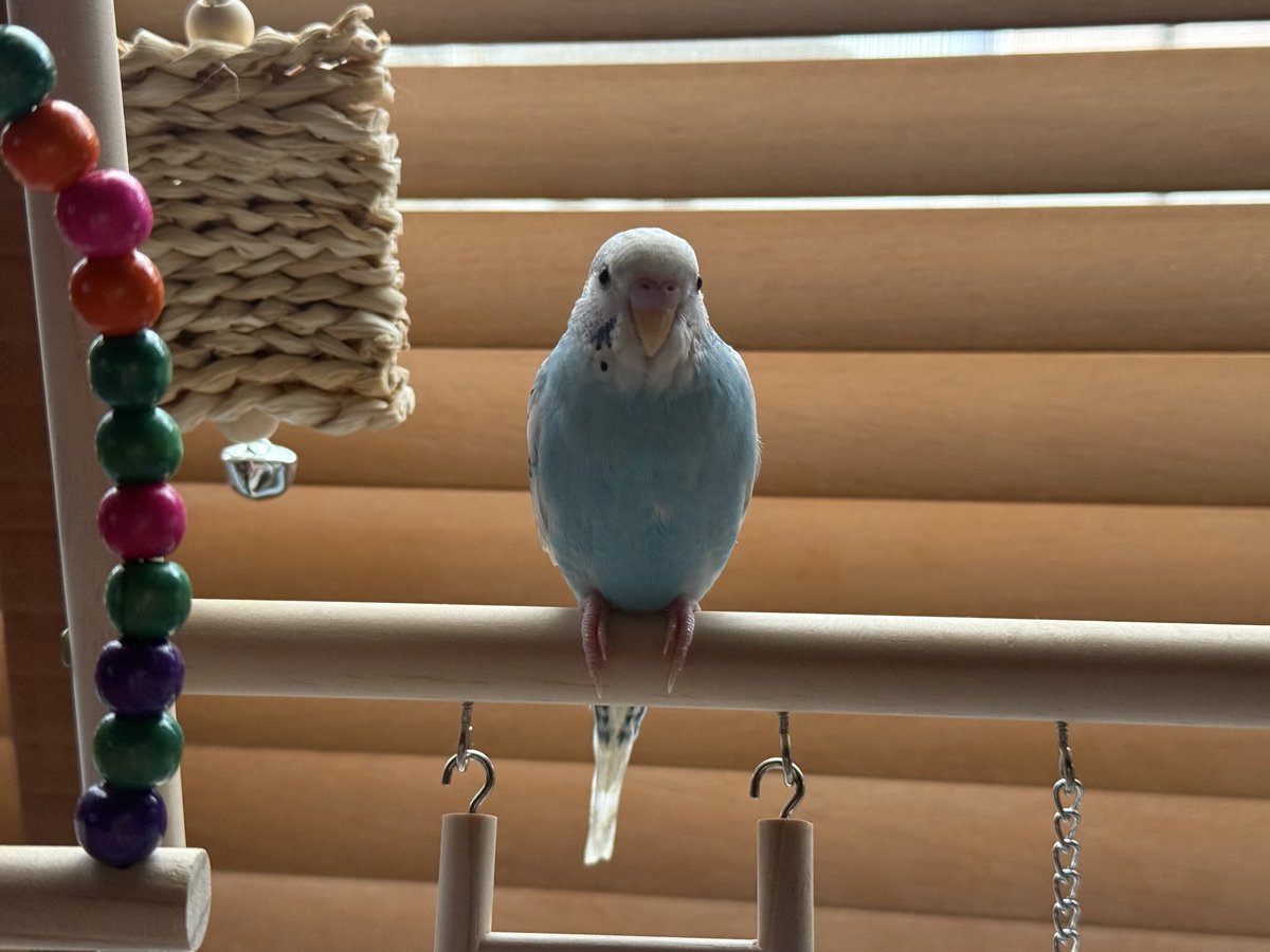 みぃ✩🐑🦔✩ on X: 