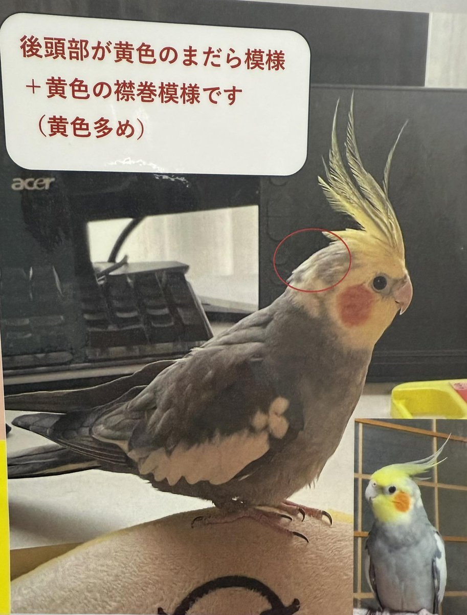 tbcbirdclinic's tweet photo. 迷い鳥のお知らせ

2025年10月11日15時頃に京都府乙訓郡大山崎町円明寺殿山公園付近で迷子になってしまったオカメインコさんです。
性別：男の子
名前：小福(こふく)ちゃん

情報をお持ちの方はご連絡をお願いいたします。

連絡先:
向日町警察署
TEL 075-921-0110

ホシノ様
TEL 080-2399-7788 https://t.co/1YICApg1AT