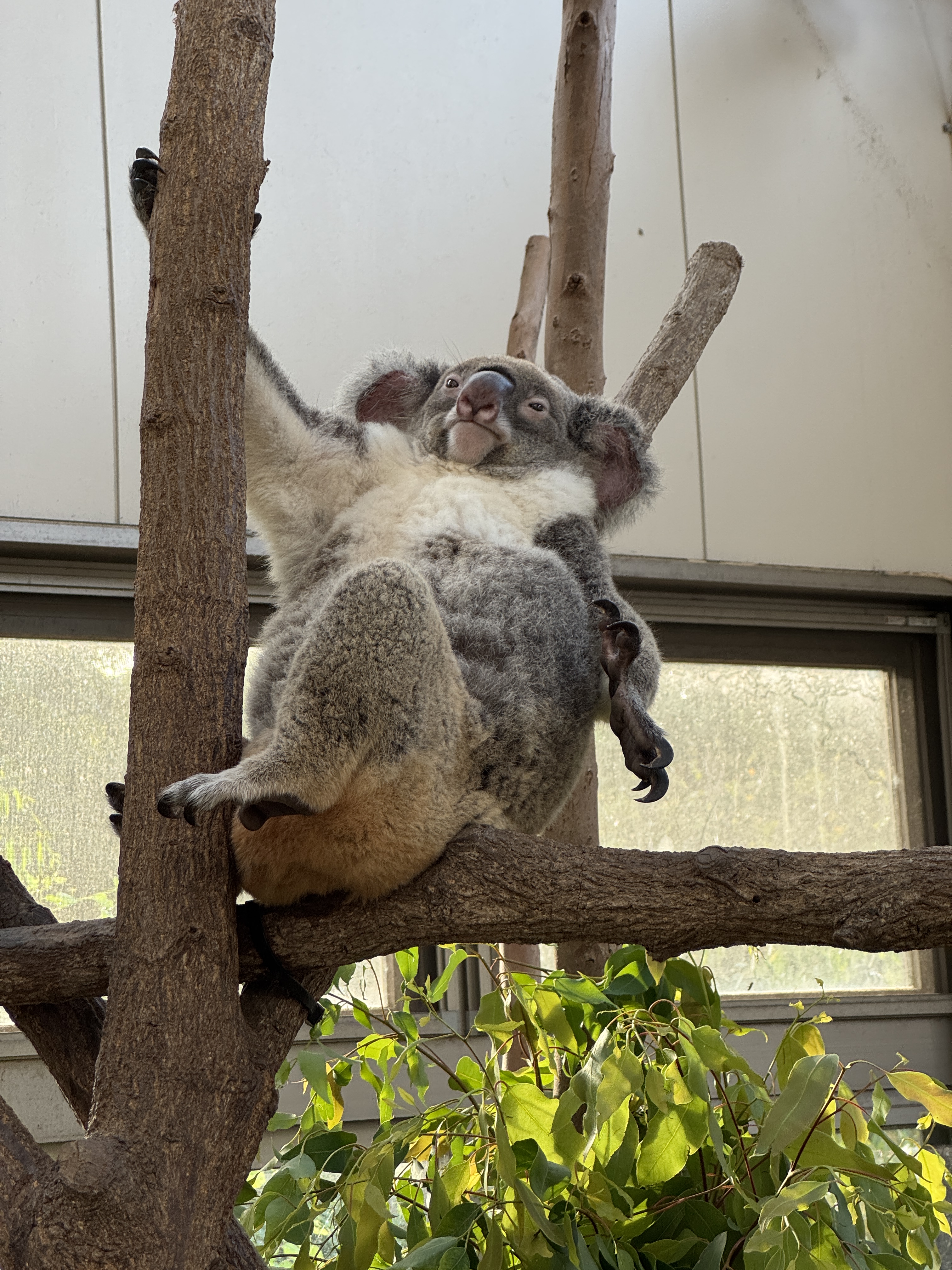 ペンギン様　斑尾　入道Hiyodori 稲光〜青〜　金爪　牙城ブラス　４号5個 ペンギン様 斑尾 入道Hiyodori 稲光〜青〜 金爪 牙城ブラス 4号5