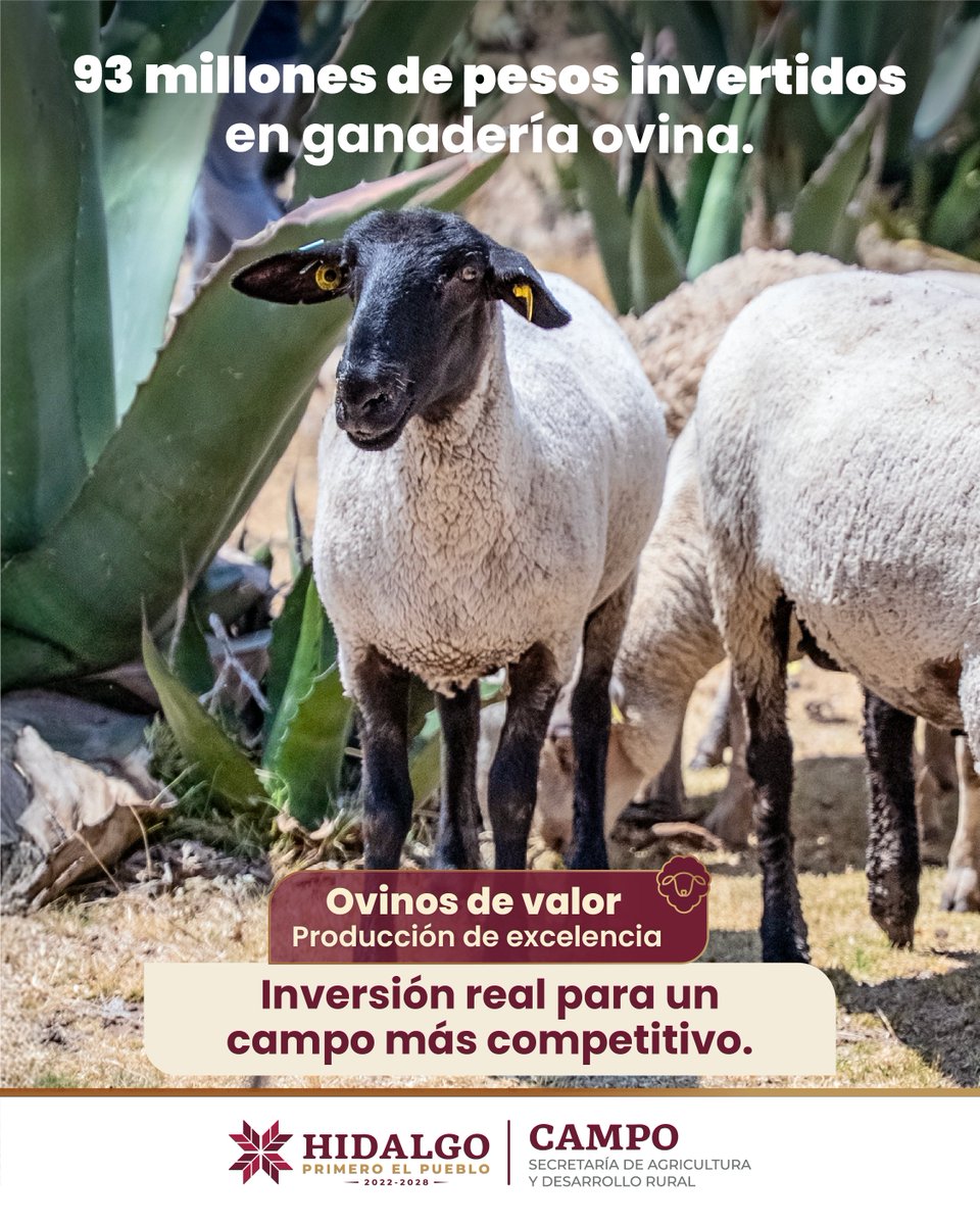 CronicaHidalgo's tweet image. #OvinosDeValor, producción de excelencia
Con inversión se transforma el campo.
Esta inversión es real, y su impacto también: más calidad, más competencia, más futuro para la ganadería ovina en Hidalgo.
#PrimeroElCampo