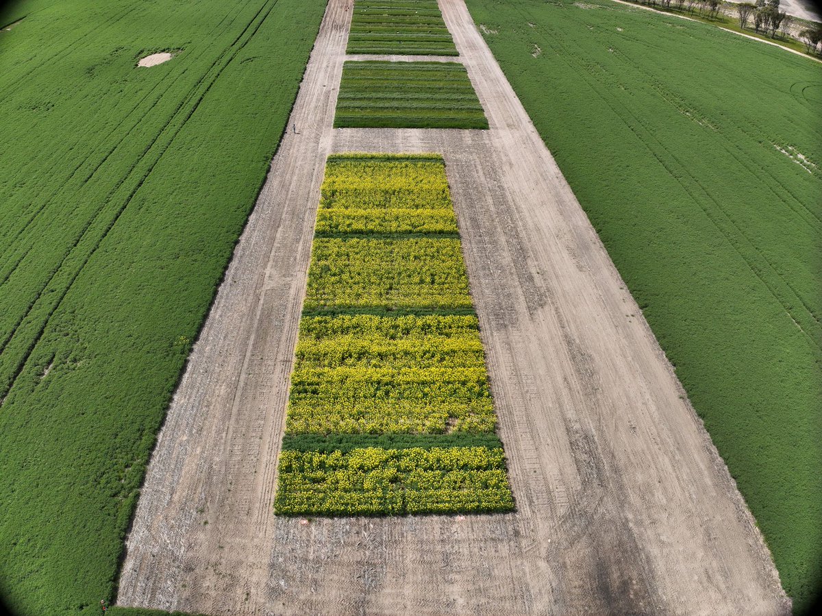 AHRI PhD candidate <a href="/ChloeInAg/">Chloe Rout</a> is exploring opportunities and challenges of canola-legume intercropping in Western Australia. She is hoping to interview growers as part of her studies. More details soon! #Intercropping #AgricultureInnovation