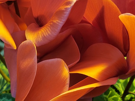 Takao_Mizuno1's tweet image. 9時です⏰
始業～🙋
憂鬱な人もそうじゃない人も草花を見て #仕事運、#金運 上げていきましょ～う😆
今日のお花は『#シクラメン』💓
#花言葉 は「内気」「はにかみ」「遠慮」「気後れ」など😄
一誠会 では #四季折々の草花 が施設を彩ってくれてます🌸
ステキですよね💛
#介護 #福祉 #写真 #花