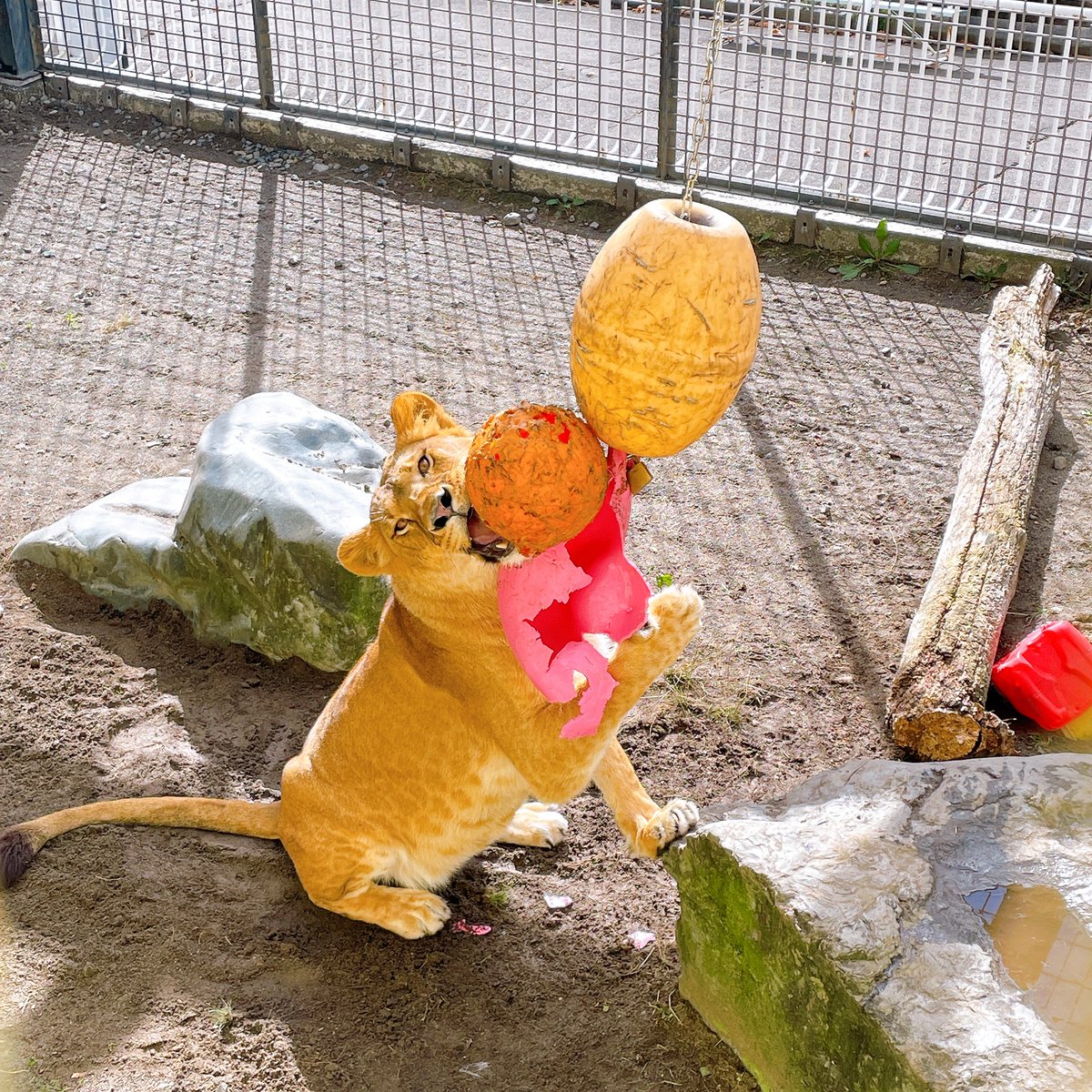 kushirozoo's tweet image. #ライオン のフウはジョリーボールが大好きです。
#釧路市動物園