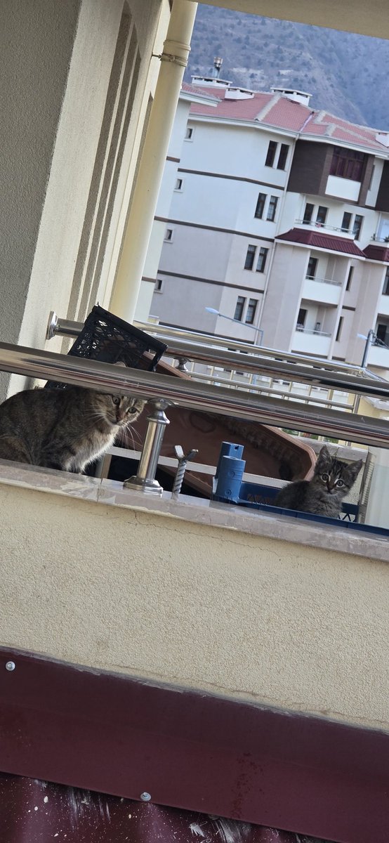 Yeni karşı komşularım