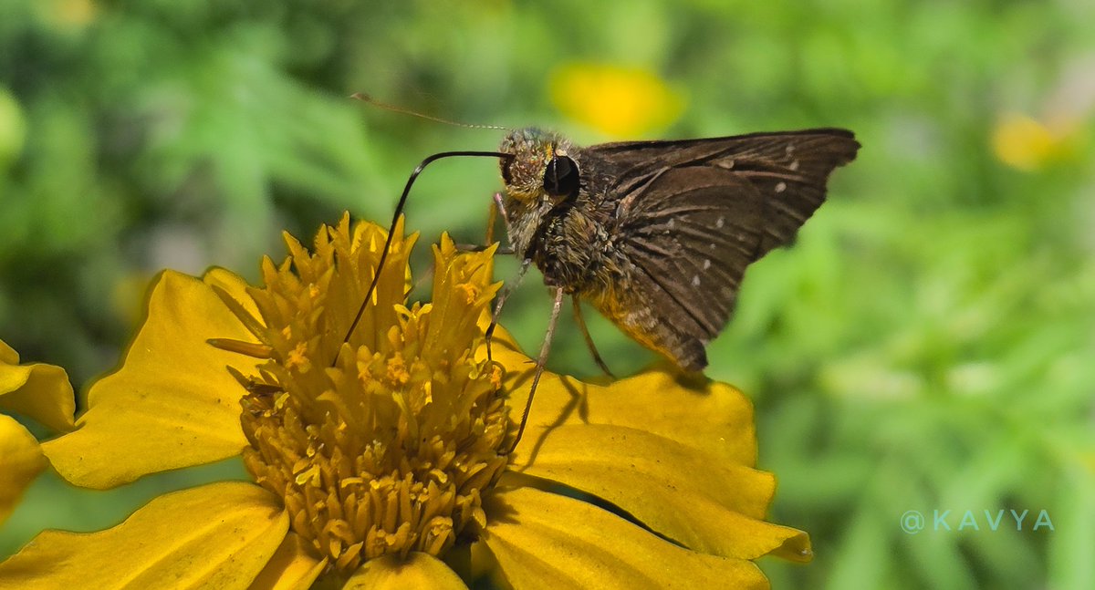 KavyaGarg_'s tweet image. Good Morning, have a nice nice day ahead !
Enjoy your Holidays ❤️
#Theme_pic_india_butterflies
#theme_pic_India_flowers