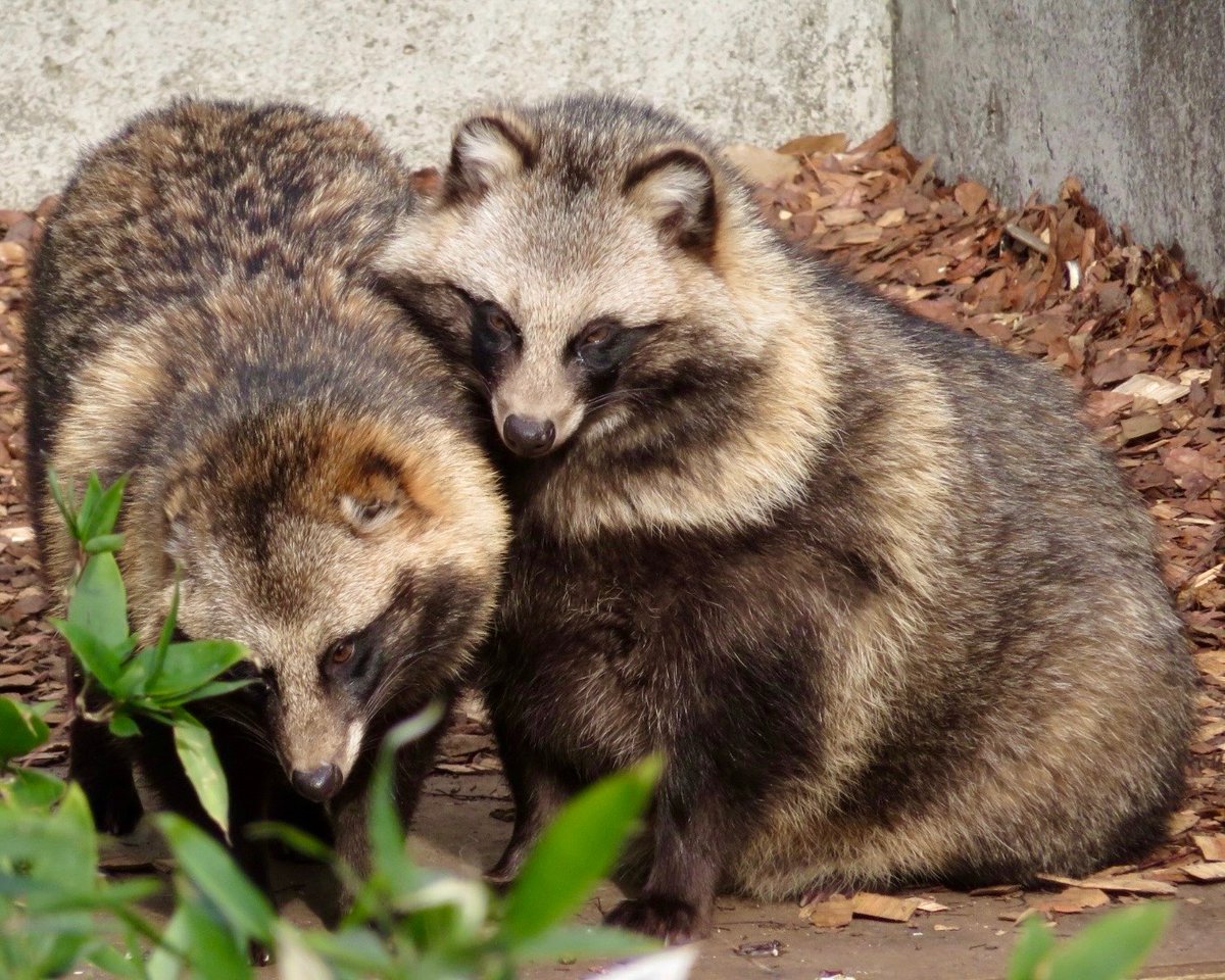 タヌキとタヌキで  タヌタヌキ