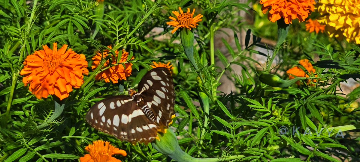 KavyaGarg_'s tweet image. Good Morning, have a nice nice day ahead !
Enjoy your Holidays ❤️
#Theme_pic_india_butterflies
#theme_pic_India_flowers