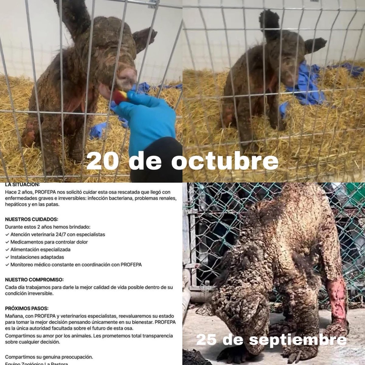 LoQuePasaEnNL's tweet image. ¿Recuerdan que hace unas semanas se denunció el mal estado de la pequeña osa MINA en el Zoológico La pastora?
La fundación Invictus realizó un en vivo en donde se mostró su NOTABLE avance en su recuperación.
Durante mas de 2 años la osa MINA estuvo bajo “cuidado” especial en…