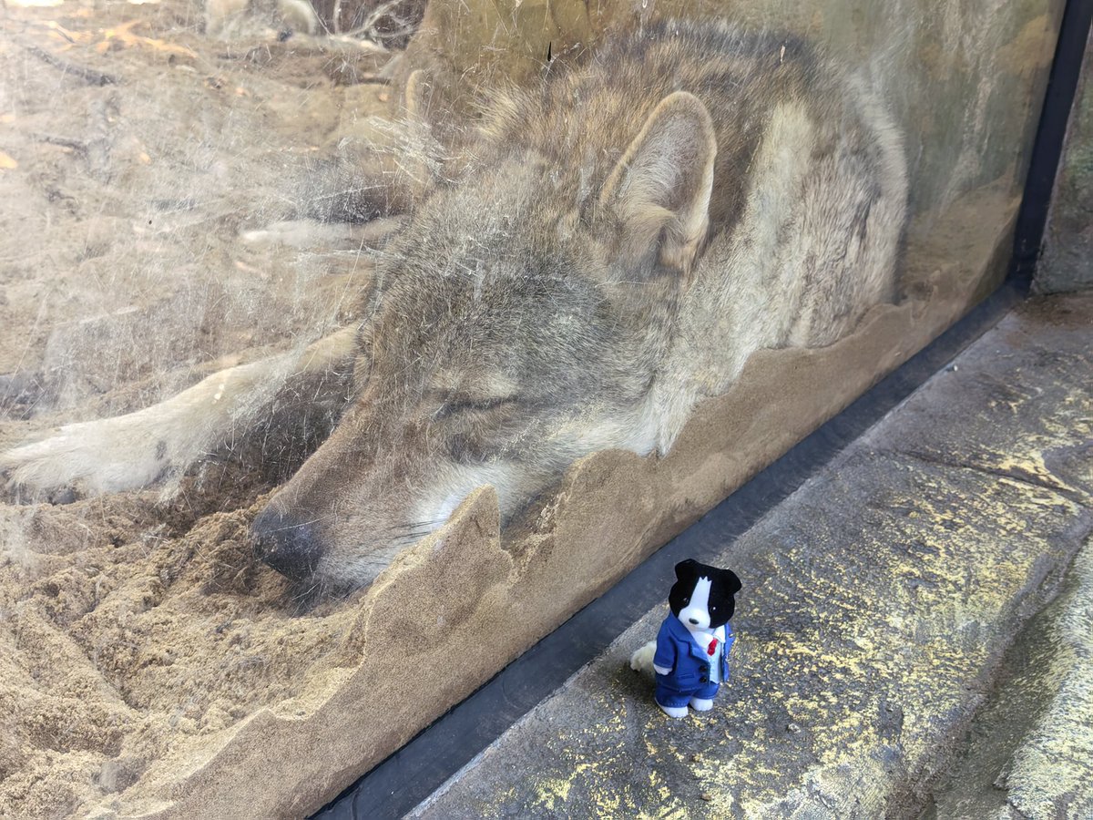 B0llightning's tweet image. Yes: 🐺🐯
But: 🐶🐱
#成御 #nrmt #なるみつ #narumitsu #ナルミツ