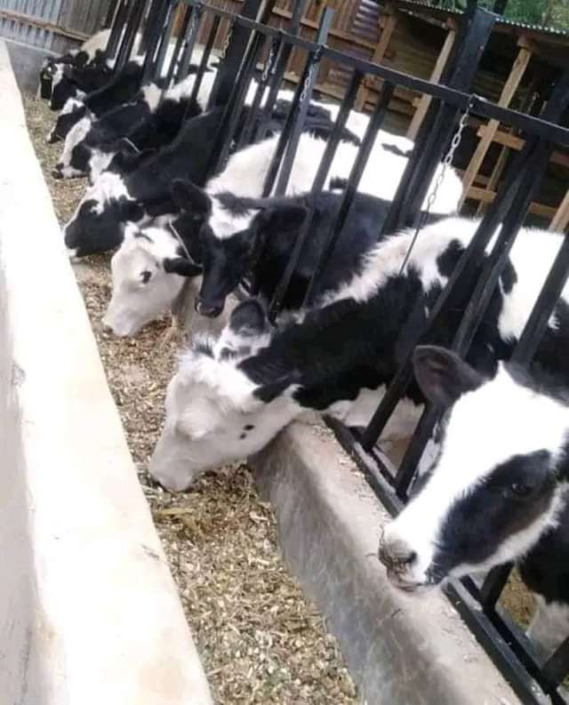 For the very best pedigree dairy breeds, we are just a call away to your location .

Call /whatsup +254713802746