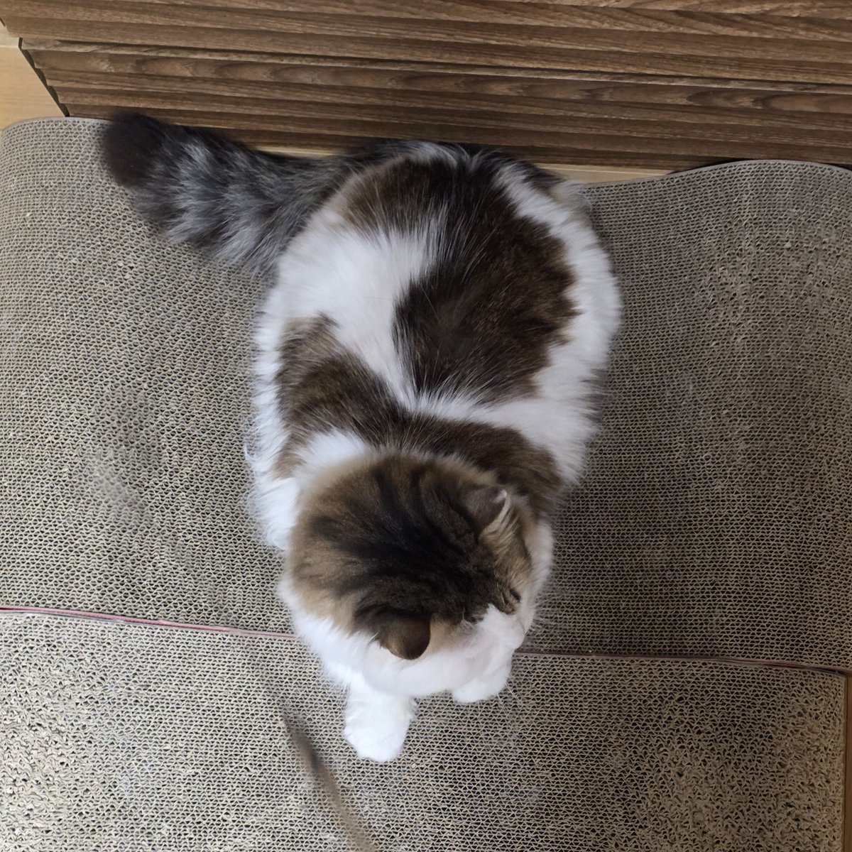 요즘 사진 잘 못올리는 이유
제가 이제 출근이란걸 하게 되어서 본가를 못갑니다