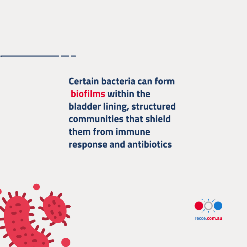 ReccePharma's tweet photo. Recurrent UTIs aren’t always new infections, many are relapses from bacteria hiding in biofilms.  Shielded from antibiotics, they persist and drive resistance. New strategies must break through the biofilm barrier.