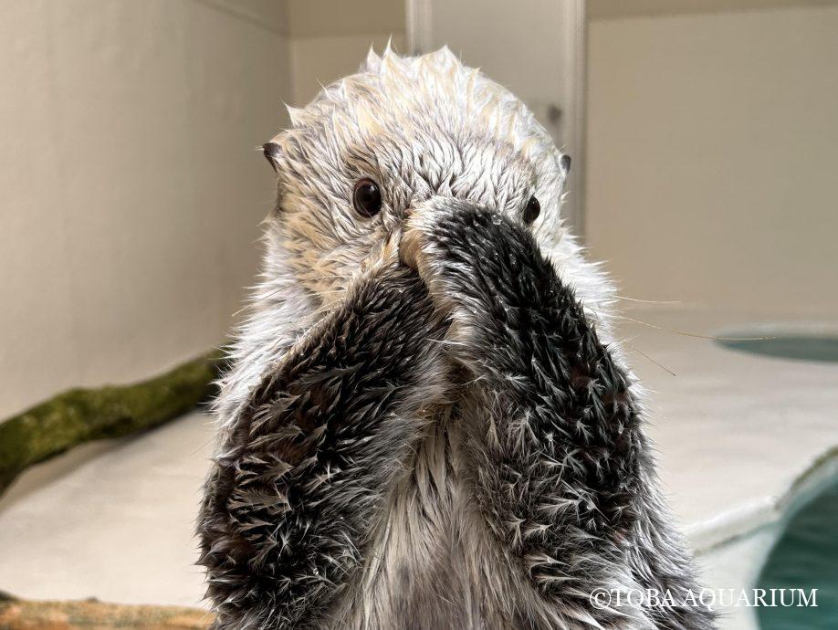 鳥羽水族館 ウォールポケットTOBA AQUARIUM 鳥羽水族館（TOBA AQUARIUM） on X