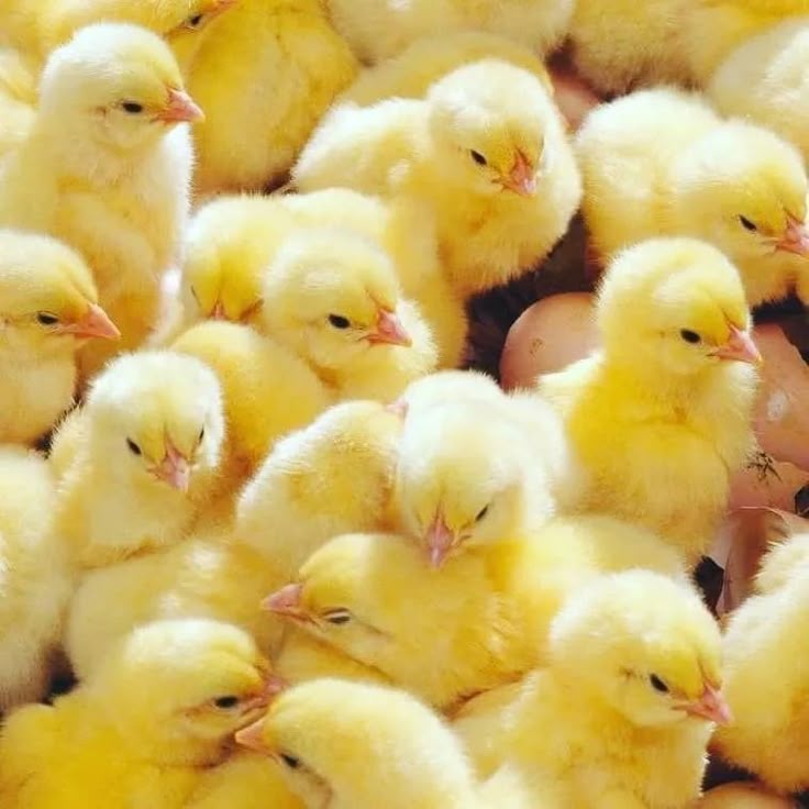 Good morning poultry lovers!