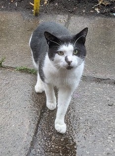 (Maurine)
Do you mind if I tell you a bit about myself?
I wandered into the allotments about a month ago and I really like it here.
I've learned that Colin feeds Janet and Amanda so I make sure he sees me and feeds me too.
 I haven't gone too close to him yet but he seems okay