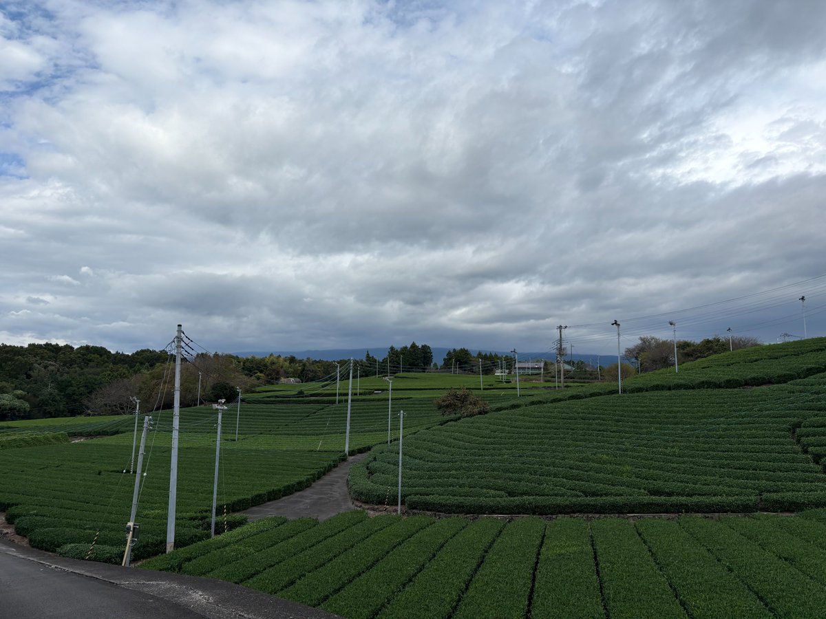 tgtwjpn's tweet photo. 【富士山チャレンジ失敗💦】
「茶畑＋富士山」を狙ったのに、富士山は雲の中へ。
結局「茶畑＋曇り空」になってしまいました…☁️
次は頑張る💪

Tried to capture “tea fields + Mt. Fuji,” 🗻
but ended up with “tea fields + cloudy sky.”
I’ll try again! 💪

#富士山 #茶畑 #MtFuji #TeaFields https://t.co/hY6l2EHmGK