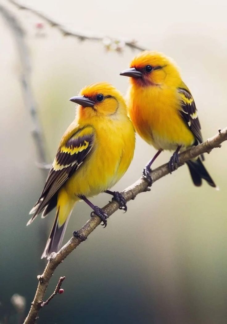 Worldwild05 (@worldwild05) on Twitter photo 