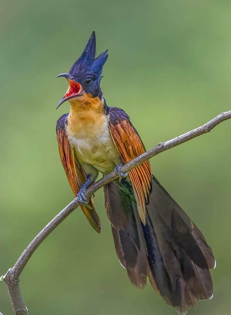 Worldwild05 (@worldwild05) on Twitter photo 