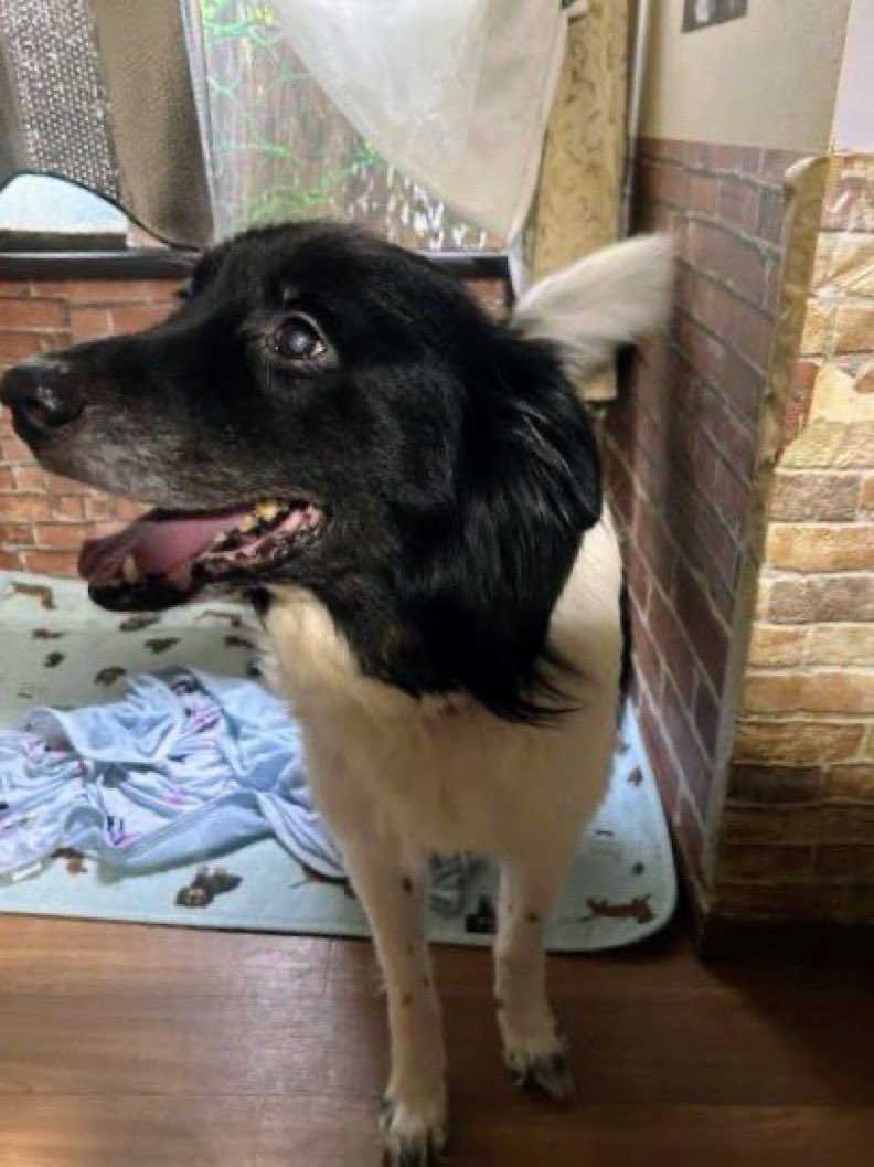 ━ 目撃情報 ━
🐶🆘 【⚠️迷子犬捜索中】🎈
福島県〝じゅん君♂〟
🔹2025.8.28
◾️福島県須賀川市大町で逸走
⚠️工事関係者の方が目撃されてます
場所は「逢瀬町多田野一ツ森」県道6号線沿いにあるソーラーパネル付近（画像参照）で21日⏰12時頃に目撃されています。
