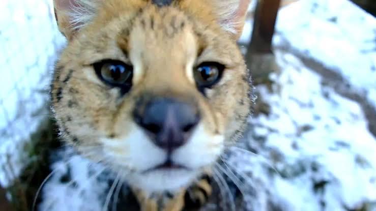 Serval Every Hour! (@servaleveryhr) on Twitter photo 