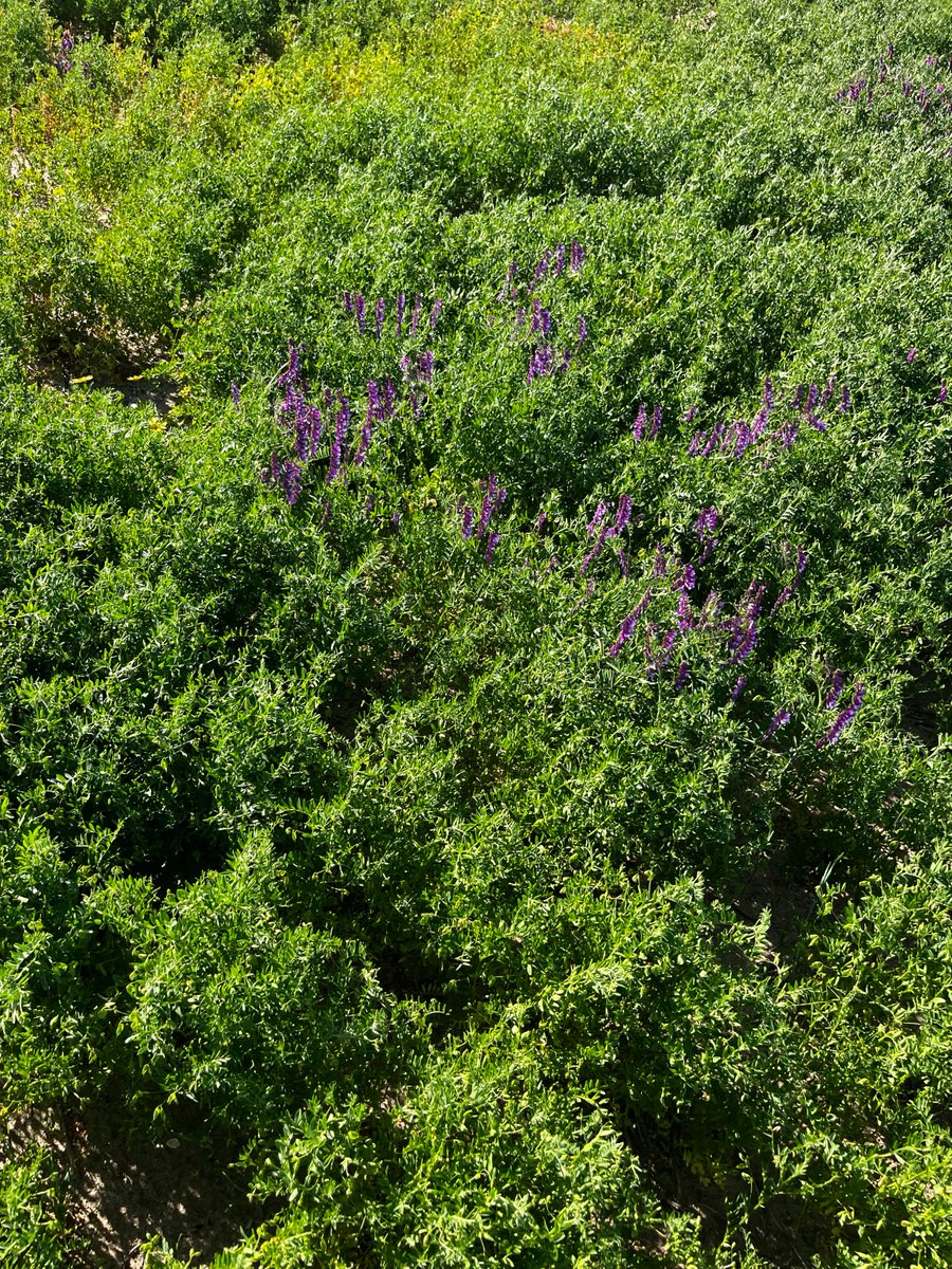 Precision farming in action near Lock on the EP! 🚜🛰️ With the use of high-res imagery to map this paddock, helping the grower pinpoint and spot spray those pesky vetch plants hiding in the lentils👀