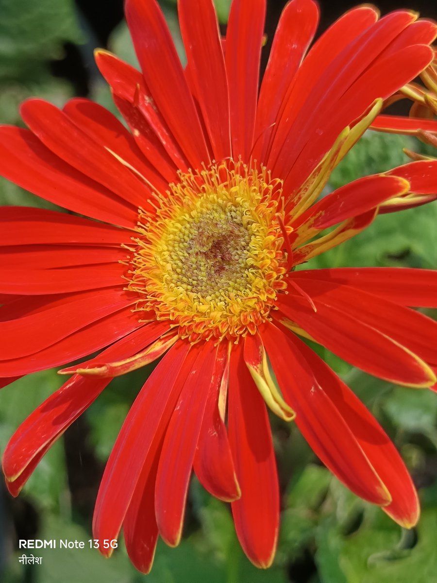 niileshraichura's tweet image. Absolutely no filter, no edits, no AI.

फूल