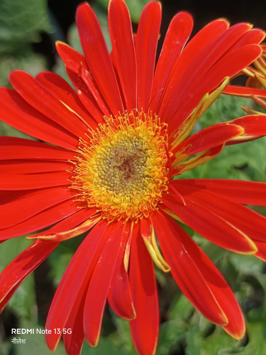 niileshraichura's tweet image. Absolutely no filter, no edits, no AI.

फूल