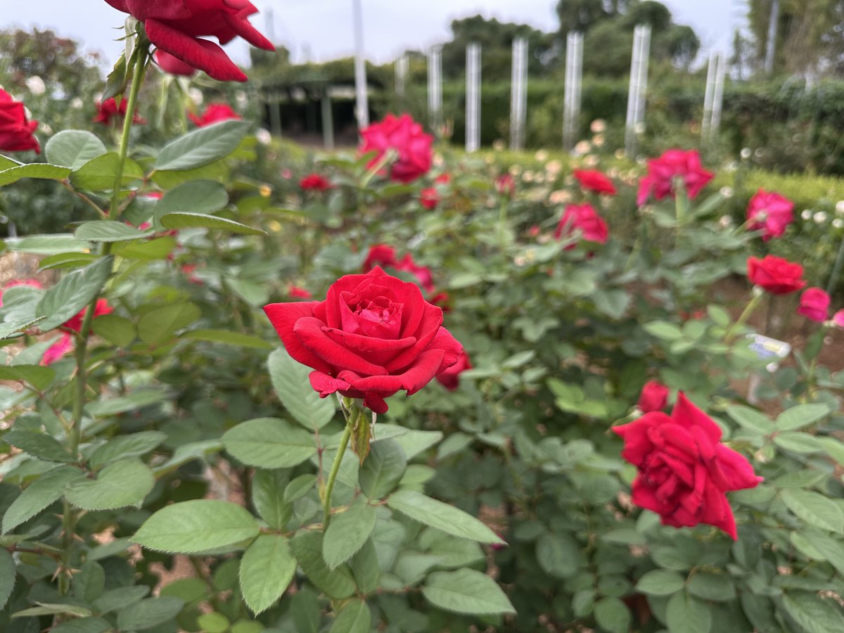 九十九島動植物園森きらら【公式】 on X