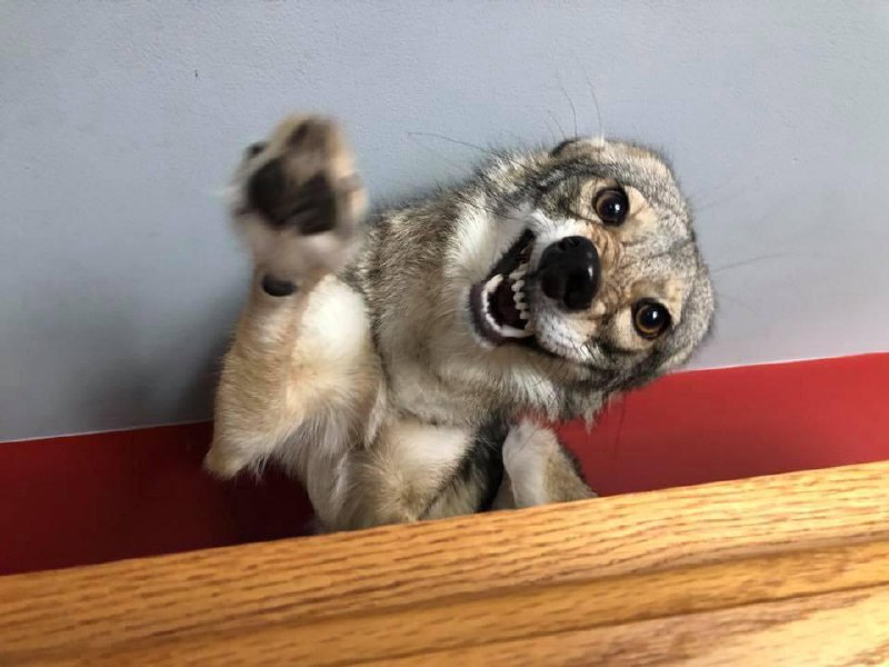 [🔗](api.tinyfox.dev/hourly/yotes/A…)