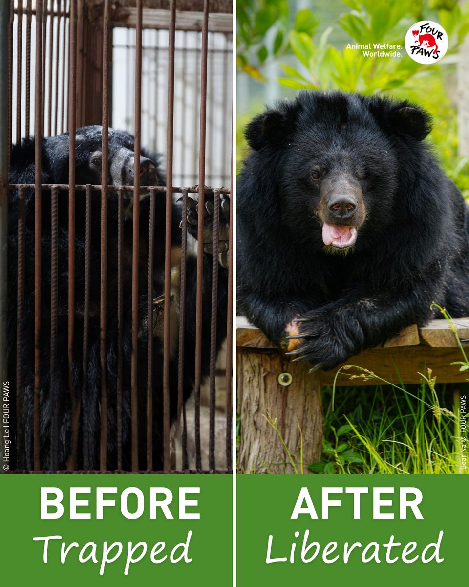 fourpawsAU's tweet photo. ๐ป Before: Trapped. After: Liberated. ๐
For nearly 20 years, Na lived in a tiny 1.5-metre cage on a bear farm in Vietnam. That all changed in October 2023.โ
Na now lives happily at BEAR SANCTUARY Ninh Binh.
#FromForgottenToFamily #AnimalRescue #SaveTheSaddestBears https://t.co/e3YUaIaabU