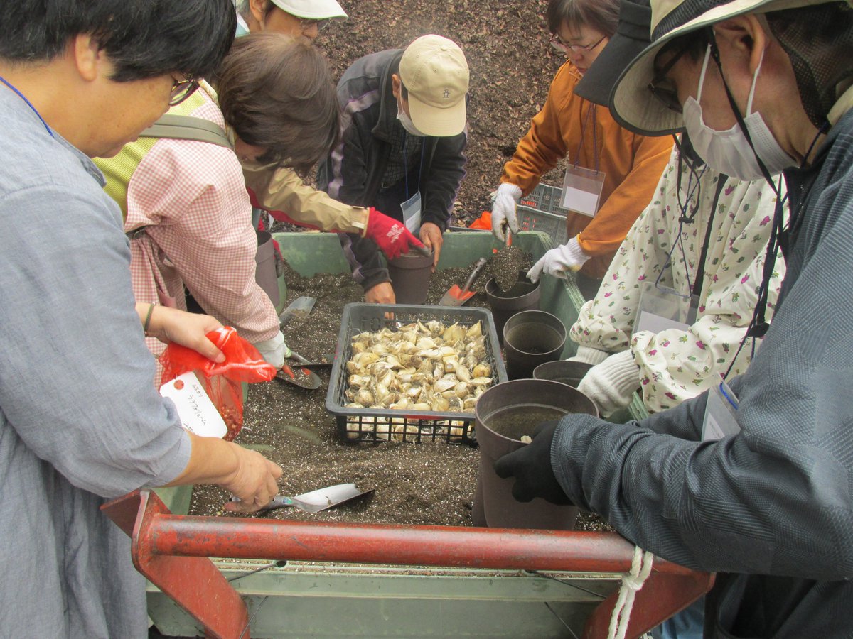 ヒヤシンス - Search / X